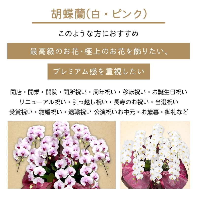胡蝶蘭【白・ピンク】 [お届け可能エリア：豊橋市・浜松市]