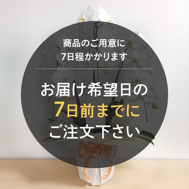 胡蝶蘭【白・ピンク】3本立ち [お届け可能エリア：豊橋市・浜松市]