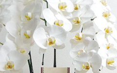 胡蝶蘭｜浜松の花屋花風舎