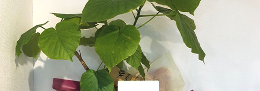 観葉植物