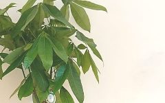 開店祝いの観葉植物｜豊橋の花屋Soel Flowers