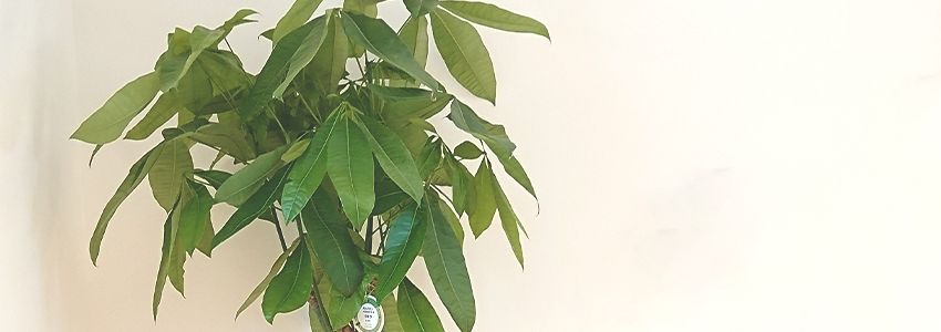 観葉植物