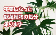 不要になった観葉植物を処分します【浜松市】