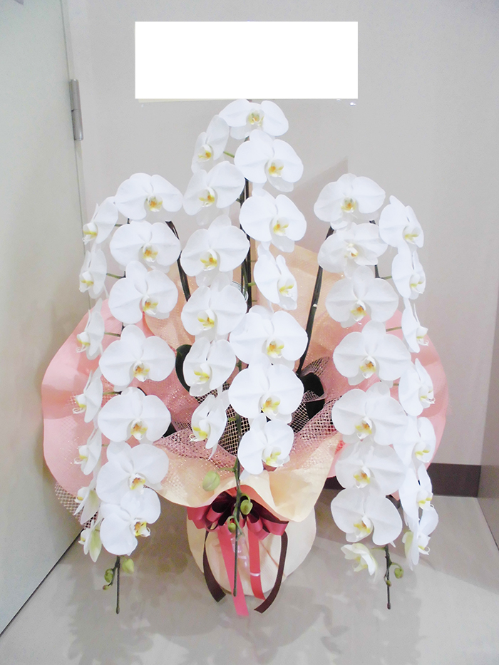 コンサート 花 浜松 胡蝶蘭