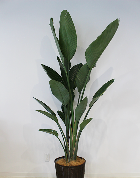 移転祝い 観葉植物 浜松 花屋
