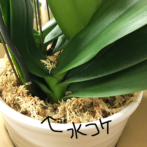 胡蝶蘭の育て方