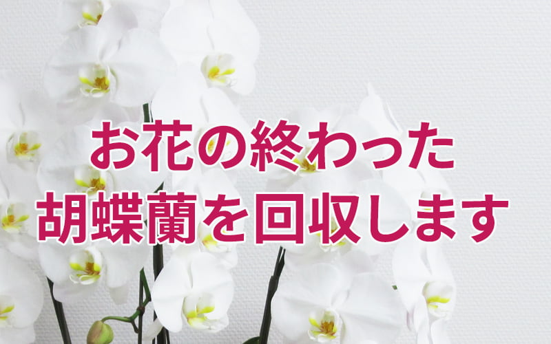 胡蝶蘭回収