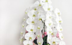胡蝶蘭の育て方