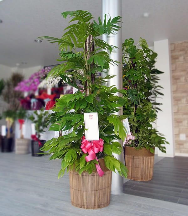 観賞植物名札