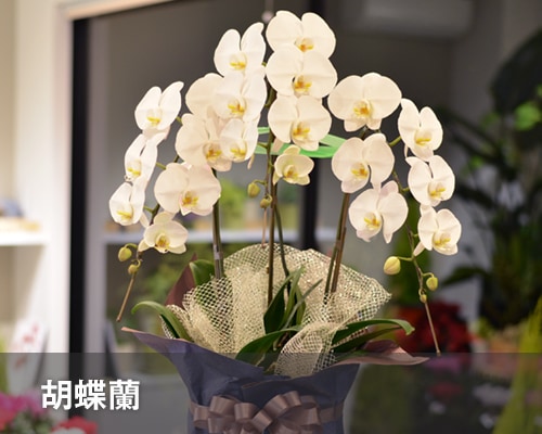 胡蝶蘭