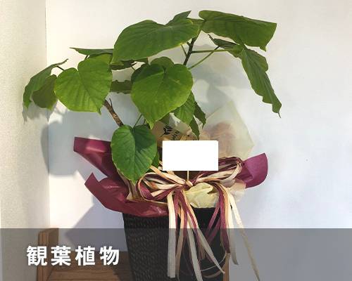 観葉植物