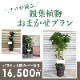 観葉植物おまかせプランL 【9号鉢～10号鉢】 [お届け可能エリア：豊橋市・浜松市]