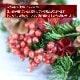【全国配送可能・送料無料】  モミの木クリスマスリース （プリザーブドフラワー）