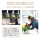 観葉植物おまかせプランS 【5号鉢～6号鉢】 [お届け可能エリア：豊橋市・浜松市]