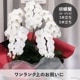 胡蝶蘭【白・ピンク】3本立ち・5本立ち [お届け可能エリア：豊橋市・浜松市]