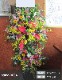 スタンド生花 XL [お届け可能エリア：豊橋市・浜松市]