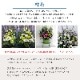 枕花 [お届け可能エリア：豊橋市・浜松市]