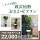 観葉植物おまかせプランLL 【10号鉢】 [お届け可能エリア：豊橋市・浜松市]