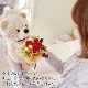 【全国配送可能】 ダイヤモンドローズアレンジメント×クマのマックス （プリザーブドフラワー）