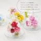 【全国配送可能・送料無料】  ガラスドームアレンジ -RABISS- (プリザーブドフラワー)