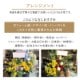 アレンジメント XXL  [お届け可能エリア：豊橋市・浜松市]