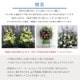 枕花 [お届け可能エリア：豊橋市・浜松市]
