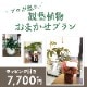 観葉植物おまかせプランS 【5号鉢～6号鉢】 [お届け可能エリア：豊橋市・浜松市]