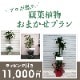 観葉植物おまかせプランM 【7号鉢～8号鉢】 [お届け可能エリア：豊橋市・浜松市]